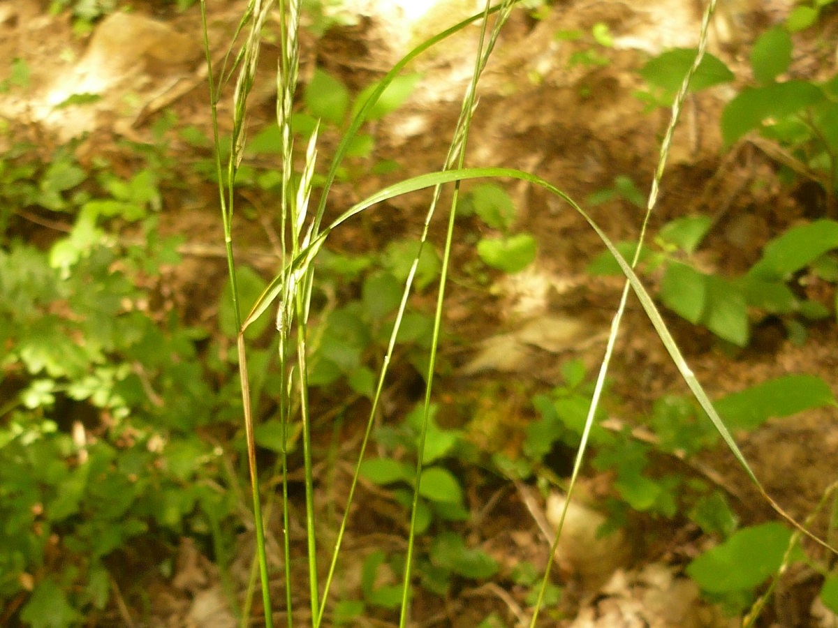 Festuca heterophylla (Poaceae)